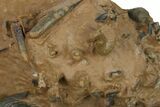 Metacanthina Trilobite With Micro-Fossils - Top Quality Specimen #267147-4